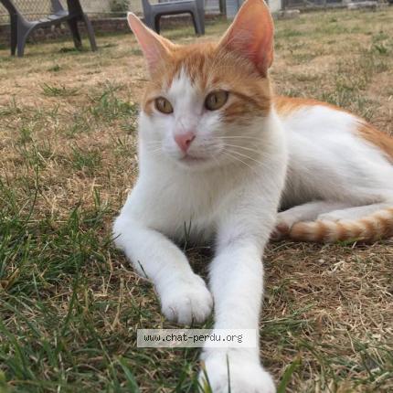 Photo 1/1 Foxy Chat lost in Tracy le mont