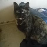 Picture of cat lost at Lannion