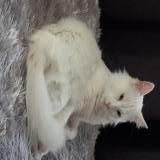 Picture of cat lost at La Crau La Moutonne