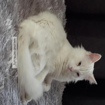 Photo 1/1 ISIS Chat lost in La crau la moutonne