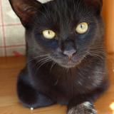 Picture of cat lost at Bordeaux