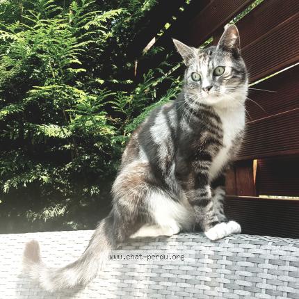 Photo 1/1 Loulou Chat lost in Evere