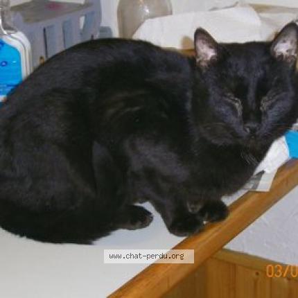 Photo 1/1 BANDJO Chat lost in Chignin