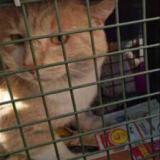 Picture of cat lost at Chignin