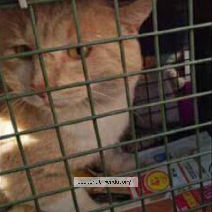 Photo 1/1 CREAMY Chat lost in Chignin