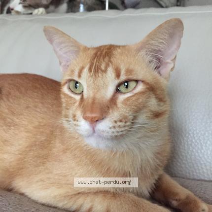 Photo 1/1 Poppy Chat lost in Paris