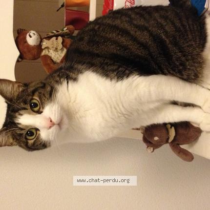 Photo 1/1 Bambou Chat lost in Vouneuil sous biard