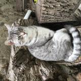 Picture of cat lost at Cormeilles En Parisi