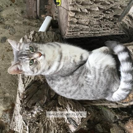Photo 1/1 Maya Chat lost in Cormeilles en parisi