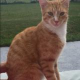 Picture of cat lost at Le Temple De Bretagne