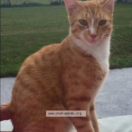 Photo 1/1 CASPER Chat lost in Le temple de bretagne