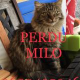 Picture of cat lost at Sainte Eulalie