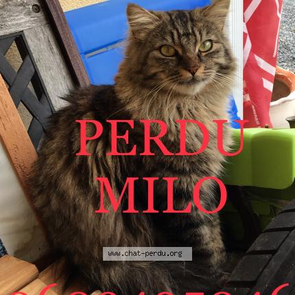 Photo 1/1 Milo Chat lost in Sainte eulalie