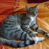 Picture of cat lost at Chemille En Anjou