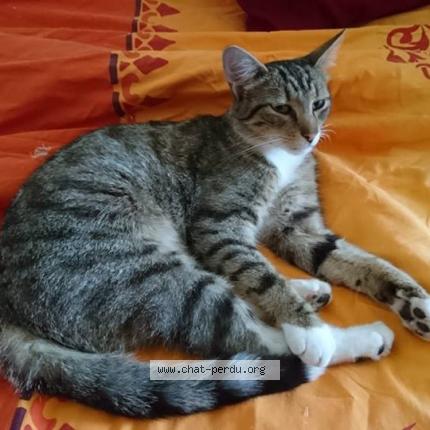 Photo 1/1 Pirate Chat lost in Chemille en anjou