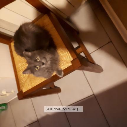 Photo 1/1 Melia Chat lost in Saint genou