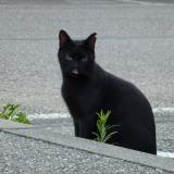 Picture of cat lost at Chambery