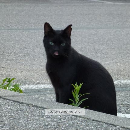 Photo 1/1 MINOU Chat lost in Chambery