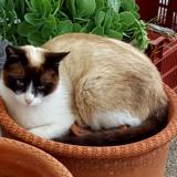 Picture of cat lost at Ille Sur Tet