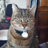 Picture of cat lost at Eyrans