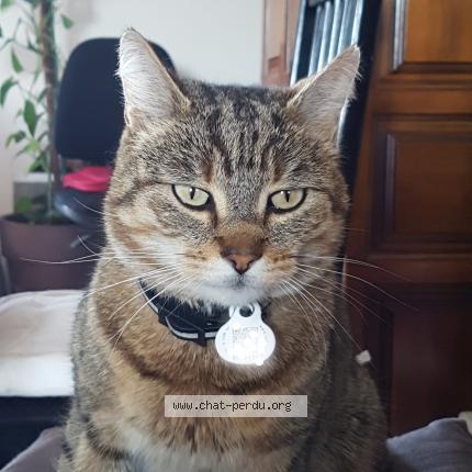 Photo 1/1 Happy Chat lost in Eyrans