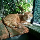 Picture of cat lost at Jarville