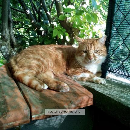 Photo 1/1 Eden Chat lost in Jarville