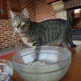 Picture of cat lost at Houx