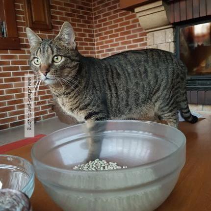 Photo 1/1 Mango Chat lost in Houx