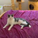 Picture of cat lost at Cognin