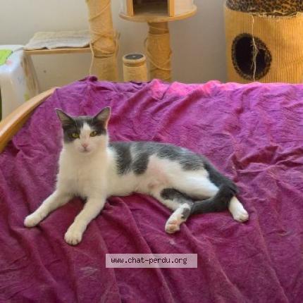 Photo 1/1 MERAZZE Chat lost in Cognin