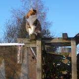 Picture of cat lost at Serris