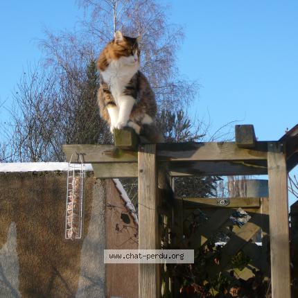 Photo 1/1 FRIPOUILLE Chat lost in Serris