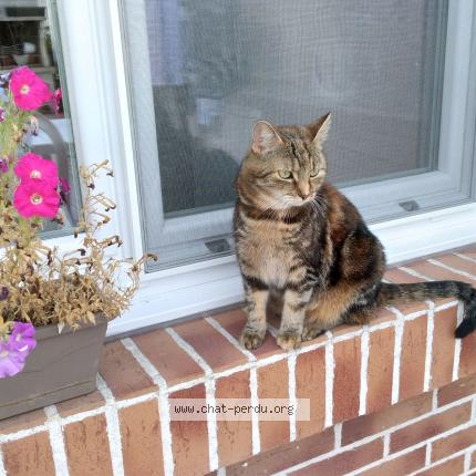 Photo 1/1 Miette Chat lost in Auby