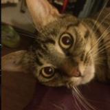 Picture of cat lost at Chambery