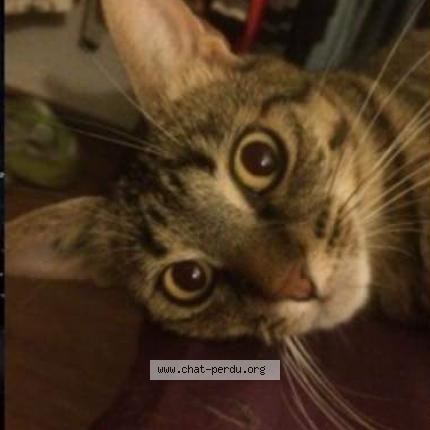 Photo 1/1 GIZMO Chat lost in Chambery