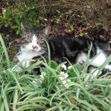 Picture of cat lost at Mortefontaine En Thelle