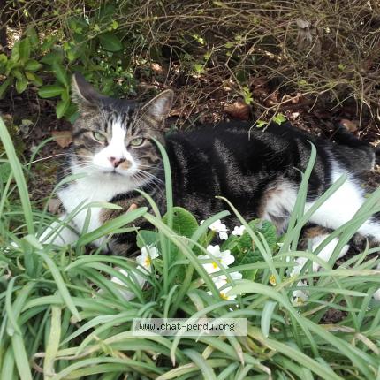 Photo 1/1 Gribouille Chat lost in Mortefontaine en thelle