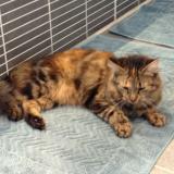 Picture of cat lost at Crisse