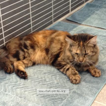 Photo 1/1 CHIPIE Chat lost in Crisse