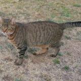 Picture of cat lost at Taverny