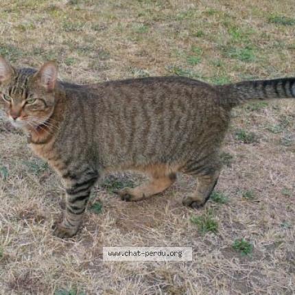 Photo 1/3 NELSON Chat lost in Taverny