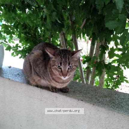 Photo 2/3 NELSON Chat lost in Taverny