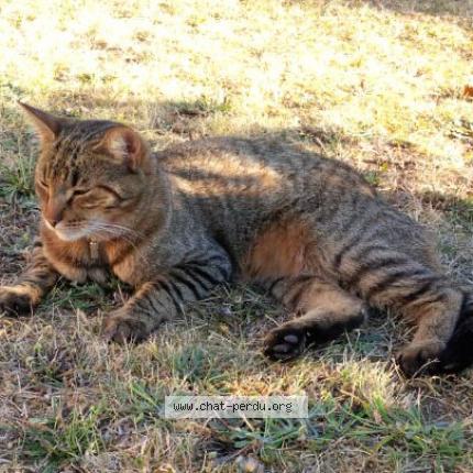 Photo 3/3 NELSON Chat lost in Taverny