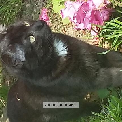 Photo 1/1 Coccobillo Chat lost in Bruxelles