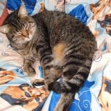 Picture of cat lost at Saint Andre De La Marche