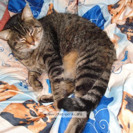 Photo 1/1 ULYSSE Chat lost in Saint andre de la marche