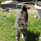 Picture of cat lost at Libourne