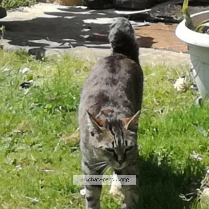 Photo 1/1 Pepsi Chat lost in Libourne