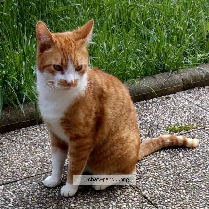 Photo 1/1 Wally Chat lost in Deuil la barre